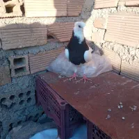 چندتاپرنده|پرنده|ایذه, |دیوار