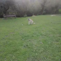 سگ چوپانی و محلی|سگ|احمدسرگوراب, |دیوار