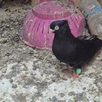 جفت سیاه آبادانی با جفت جوجه هندیجان