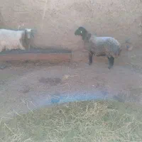 سلام شیشک خوش تخم فروشی|حیوانات مزرعه|فردوس (خراسان), |دیوار