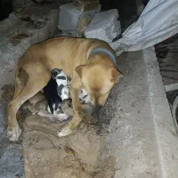 ۶ عدد توله پیت بول تریر برای واگذاری