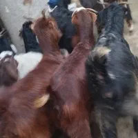 بز با بزغاله درشت|حیوانات مزرعه|قزوین, |دیوار