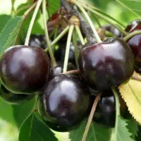 نهالستان الفتی و نصیری|خدمات باغبانی و درختکاری|خسروشاه, |دیوار