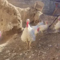 بوقلمون گوشتی