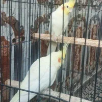 عروس هلندی یک جفت