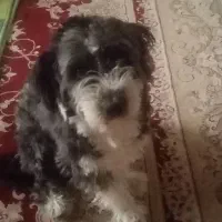 یک سگ پاکوتاه|سگ|تهران, حر|دیوار