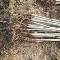 نهال سود میلیاردی با کاشت چنار|گل و گیاه طبیعی|سنندج, |دیوار