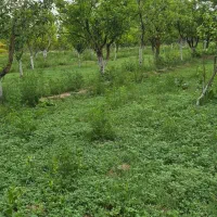 اجاره ۶۵۰۰متر سالن، ویلا، باغ جهت دامداری،کارگاه|اجارهٔ دفتر صنعتی، کشاورزی، تجاری|مرند, |دیوار