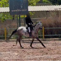 اسب مادیان ترکمن