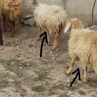 3بره جوان 7/5ماهه دوماده یکی نر