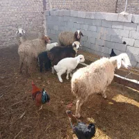 چهارعددمیشزایده