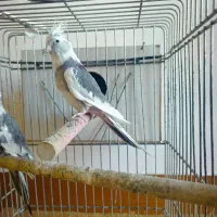 عروس هلندی ماده مست|پرنده|ویلکیج, |دیوار