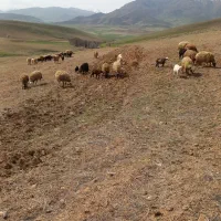 20 راس میش و بره جوان ( شَک مَر)