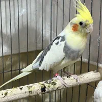 عروس هلندی ۵ تخم|پرنده|انار, |دیوار