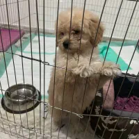 پودل مینیاتوری اپریکات ۳ ماهه|سگ|کرج, گوهردشت|دیوار