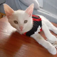 بچه گربه سه ماهه