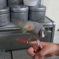 عروس هلندی دستی ماده|پرنده|کرج, محمد آباد|دیوار