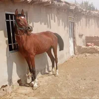 یک راس مادیان درشور به فروش میرسد