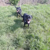 روتوایلر نرو ماده