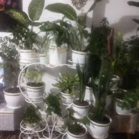 گلدان|گل و گیاه طبیعی|شیراز, شهرک مهدیه|دیوار