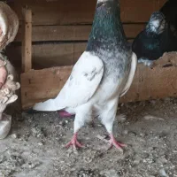 سلطان پرش|پرنده|بندرعباس, |دیوار