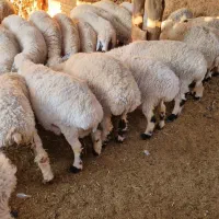 تعداد۶۰عددگوسفندبلوچی چاق وچلّه|حیوانات مزرعه|نهبندان, |دیوار