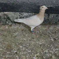 کله همانر|پرنده|جوین, |دیوار