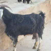 بزمرندی|حیوانات مزرعه|برخوار, |دیوار