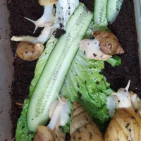 حلزون|خزنده|تهران, یافتآباد|دیوار