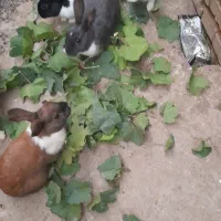 چهارتا باهم ۵۰۰