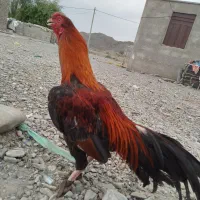 مرغ وخروس