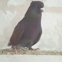 کبوتر سرخ