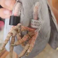 کبوتر پلاکی گرفتنی ثبت پیگو