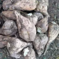 چغندر قند|لوازم جانبی حیوانات|دشتابی, |دیوار