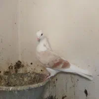 کفتر هما کاکلی غریب گیری|پرنده|محمدشهر, محمدشهر|دیوار