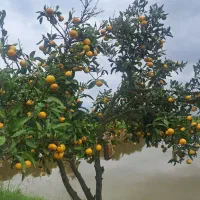 فروش کودهای ارگانیک همراه با مشاوره رایگان