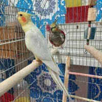 عروس هلندی مولد ۵ تخم