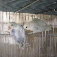 طوطی برزیلی (از پدر ومادر وارداتی)|پرنده|تهران, مجیدآباد|دیوار