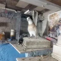 طوقی کرم اجری خال|پرنده|داران, |دیوار