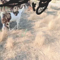 بز پاکستانی و یک‌عدد کهر ماده