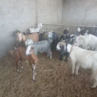 بزشیرا|حیوانات مزرعه|اصفهان, روشن‌دشت|دیوار