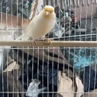 قناری نر موزاییکی