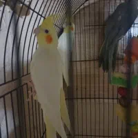 عروس هلندی دستی|پرنده|طرقبه, |دیوار