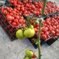 کارگر گلخانه هستم وارد|خدمات باغبانی و درختکاری|زابل, |دیوار