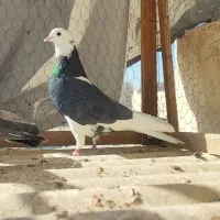 شازده سیاه تهرونی پرشی