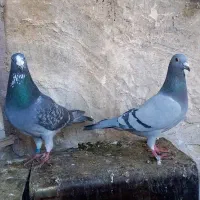 کبوتر پلاکی|پرنده|یزد, |دیوار