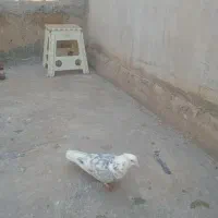 کفتر سرور|پرنده|تهران, بیسیم|دیوار