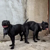 توله کنکورسو