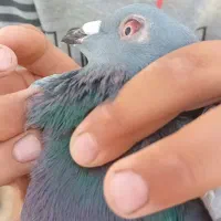 کفتر مسافتی|پرنده|حاجی آباد, |دیوار