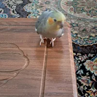 طوطی عروس هلندی در رامسر